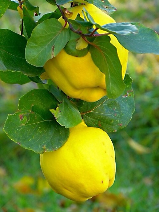 The Delicious Quince Fruit: Jam, Jelly, and Membrillo | Delishably