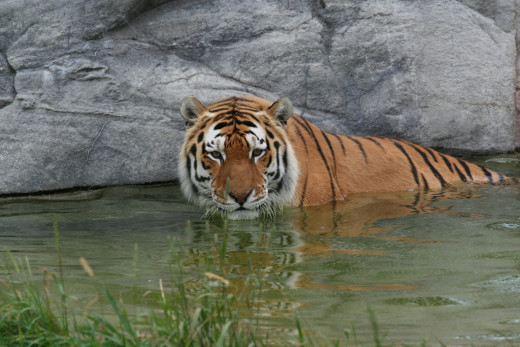 Swimming is great, but swimming with tigers is a great way to increase your anxiety levels.