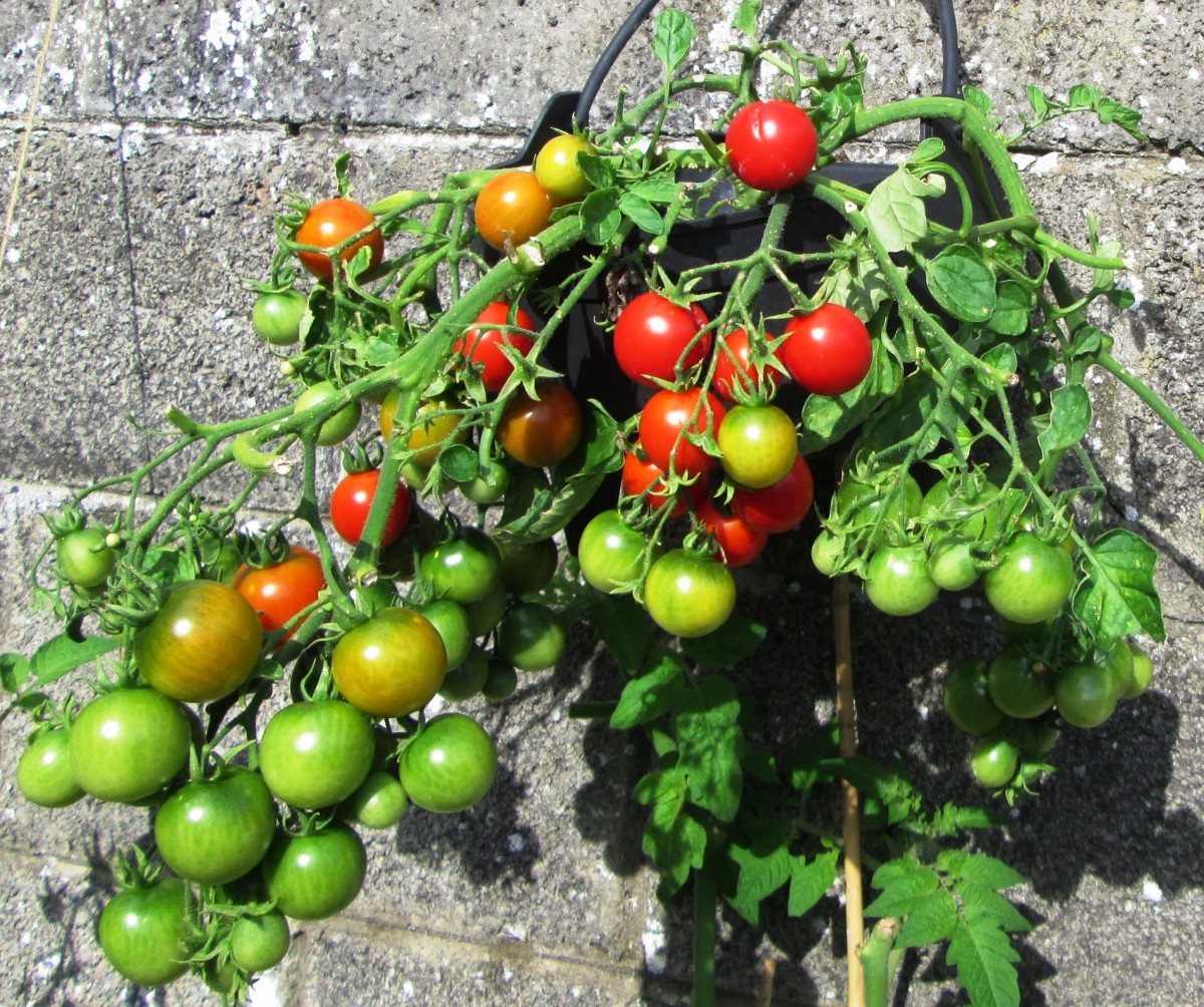 How to Grow Tomatoes From Seeds in Containers | Dengarden