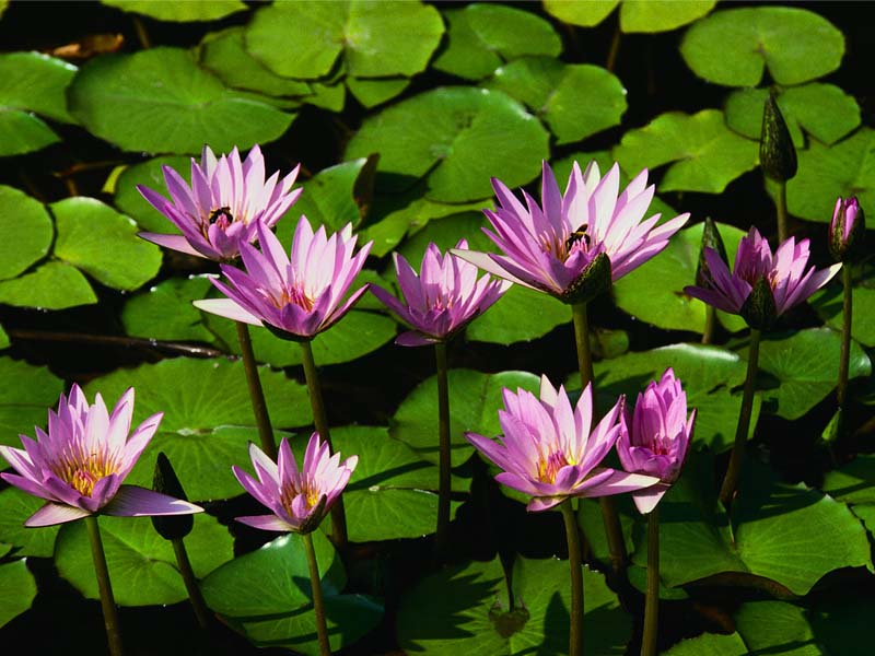 HubPages profile picture for @hopeful