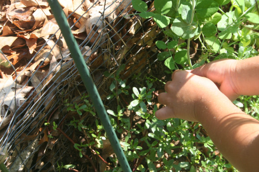 Connect your child with nature.  Shown here, a child picking veggies in a home garden.