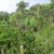 Orange Trees Orange Trees