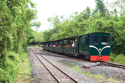 We also had a train ride appropriately called Eco Train or Rainforest Ecological Train where we had the chance to access different walkways.