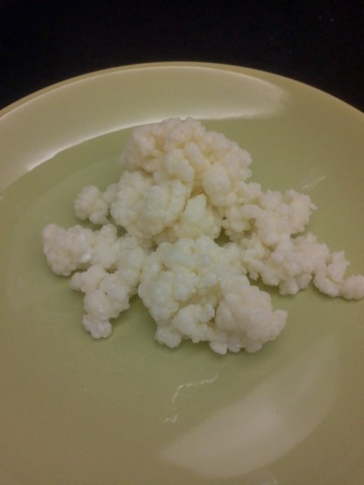 Kefir grains
