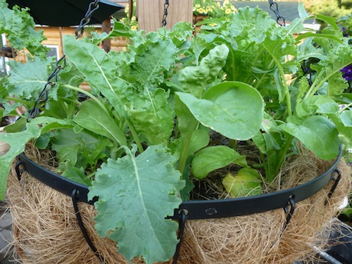 Sneak and extra crop of salad greens in your hanging baskets. They will be harvested long before it is warm enough to put summer blooms in the baskets.