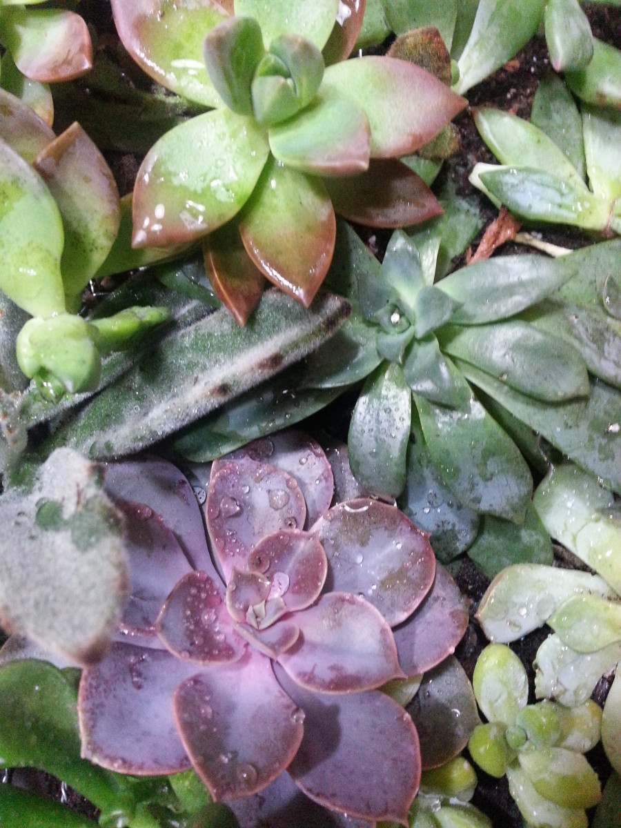 Various Succulents