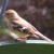 A female Chaffinch (Fringilla coelebs). A female Chaffinch (Fringilla coelebs).
