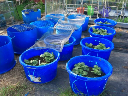 potatoes growing in containers
