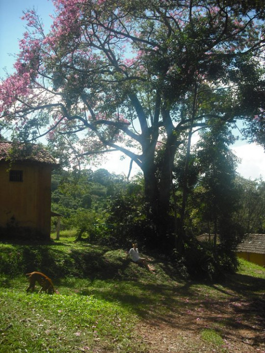 Near the housing quarters of Fazenda Ambiental Fortaleza