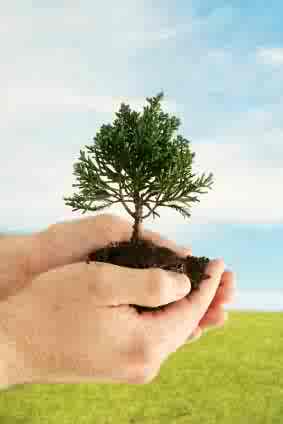 It's up to us to plant more trees...