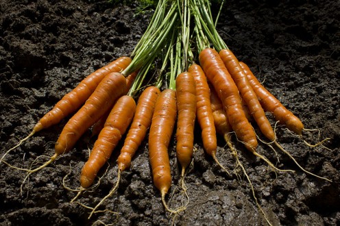 These carrots are longer and can be used in cooking and either peeled or cut up for cooking in culinary dishes or just boil them in water and then eat them with salt and pepper and a little butter on them. That would be a good thing to do.