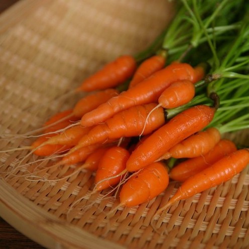 Baby Carrots grown in a container and enjoy eating them raw or cooked. They can be used on a vegetable tray or cooked in a culinary dish.