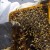 A honeybee colony being examined by professional beekeeper.