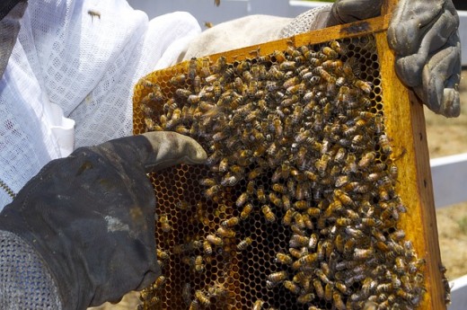 A honeybee colony being examined by professional beekeeper.