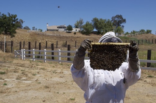 A honeybee colony being examined by professional beekeeper.