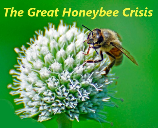 The great honeybee crisis: colony collapse disorder