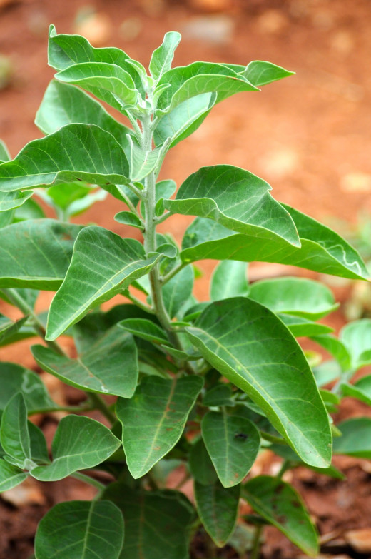 Ashwaganda  Indian Ginseng