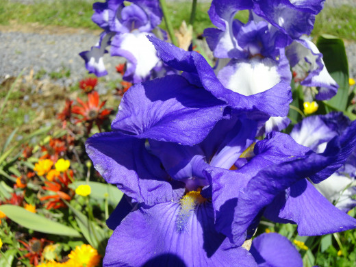The Iris flower is also called Orris. You will find Orris is used in scents and laundry agents as a fixative.  It is also valued for its perfume, which is similar to violets.  