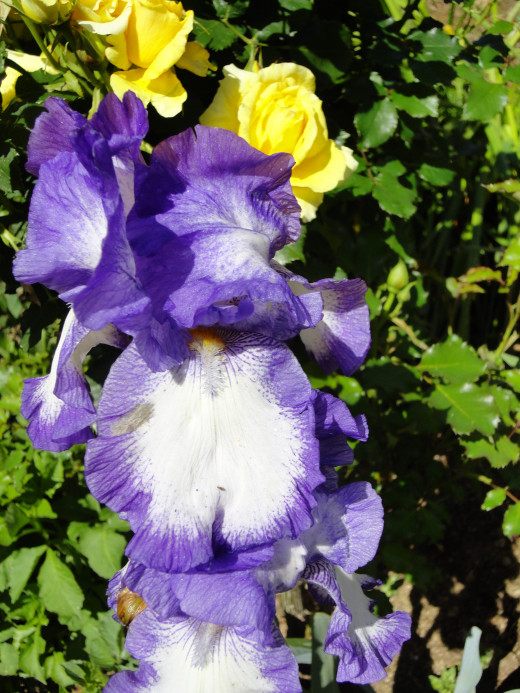 In ancient times, pieces of Iris root were chewed to prevent bad breath and dried roots were also used in toothpaste.   Powdered Orris roots can be used as a dry hair shampoo, which removes grease. 