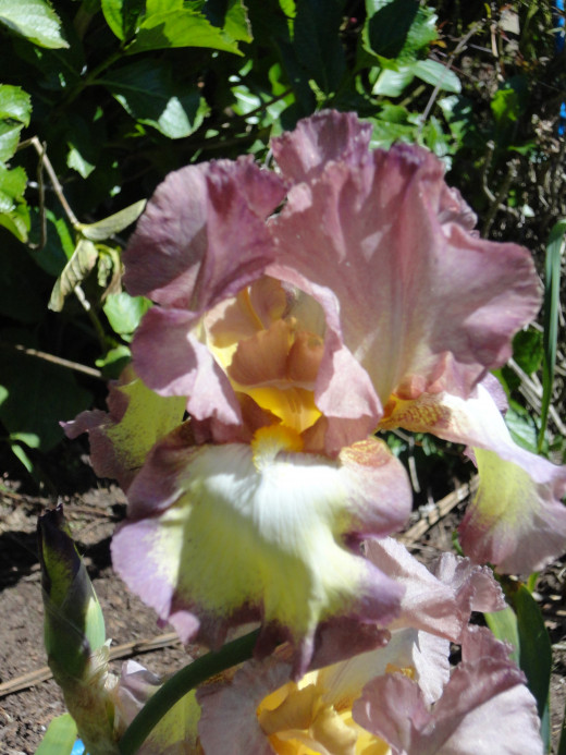 To dream of Irises means you will soon hear some good news.
