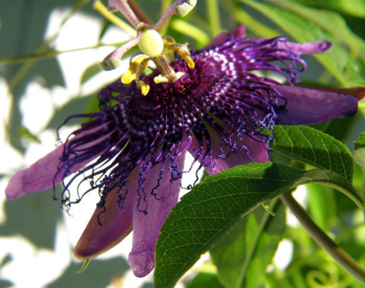 Purple Passion Flower