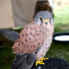 Purple Falcon profile image