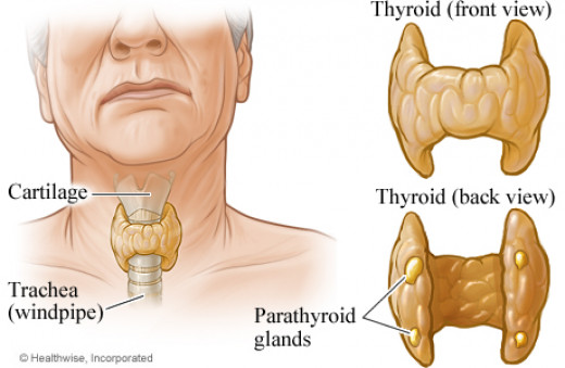 General Considerations And The Physiological Actions Of The Parathyroid ...