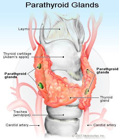 Parathyroid hormone acts on the kidneys to conserve calcium and eliminate phosphate, bicarbonate and sodium. It stimulates osteoclastic activity in bone, inhibits collagen formation by osteoblasts and accelerates osteolysis.