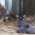 Roxanne & newborn Shadow Fox Roxanne & newborn Shadow Fox