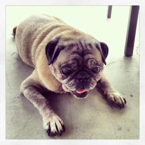 The beautiful pug we found wandering the streets...