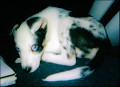 How I Trained a Deaf Puppy and Helped Him Live a Full Life