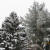 Trees in their snowy blanket. Trees in their snowy blanket.