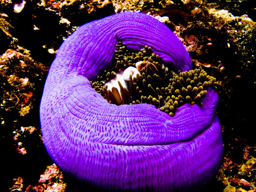 The ocean is full of small surprises 
