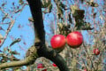 The Apple Tree and Developing Personal Sustainability