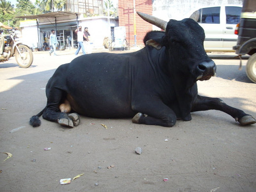 A sacred temple bull on the streets of Udipi(India).