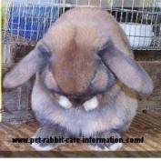 Bunny Freak profile image