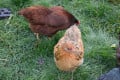 How To Raise Chickens For Fun And Self-Sufficiency