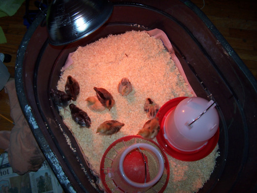 The first few days in plastic tub with water and food dishes