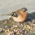 Breakfast at Ty'n Cornel 08:00 GMT on a sunny March morning, and this common but attractive bird, together with several others, was making the most of available freebies. Breakfast at Ty'n Cornel 08:00 GMT on a sunny March morning, and this common but attractive bird, together with several others, was making the most of available freebies.