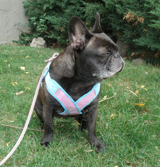 Dax (French Bulldog) in the PerfectFit Harness
