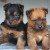Australian Terrier puppies Australian Terrier puppies
