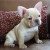 French Bulldog puppy French Bulldog puppy