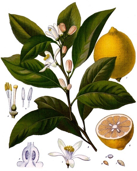 Lemon is an ideal ingredient for detoxification