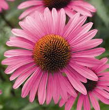 Echinacea flower. Also called purple coneflower.