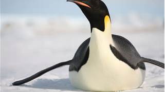 Emperor Penguin Slides on Ice