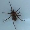 Hobo Spider Bite – Pictures, Symptoms, Causes, Treatment