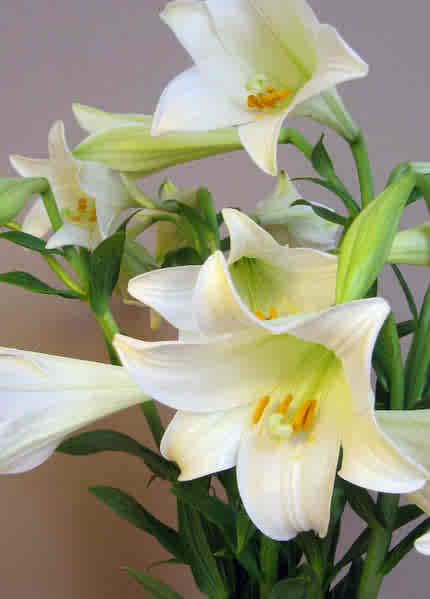 An Easter Lily. 