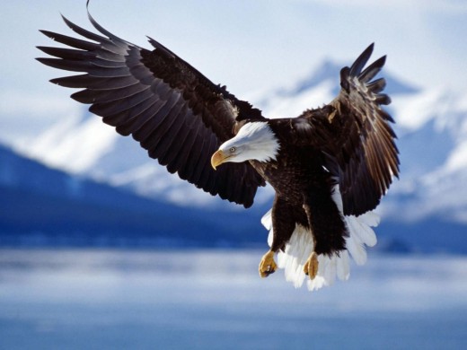 Bald Eagle
