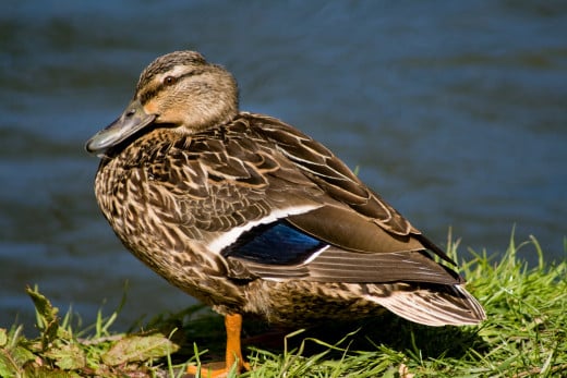 Mallard duck photo, taken somewhere in Canterbury, New Zealand