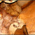 Fossil of a prehistoric bird inside the cave. Fossil of a prehistoric bird inside the cave.